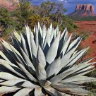 Agave & Courthouse Butte